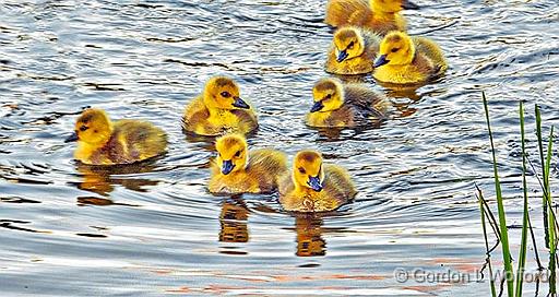 Curious Goslings_DSCF20167.jpg - Canada Geese (Branta canadensis) photographed along the Rideau Canal Waterway at Smiths Falls, Ontario, Canada.